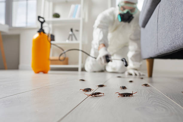Post-Treatment Bed Bug Interceptor Monitoring in Hoxie
